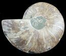 Cut Ammonite Fossil (Half) - Agatized #47730-1